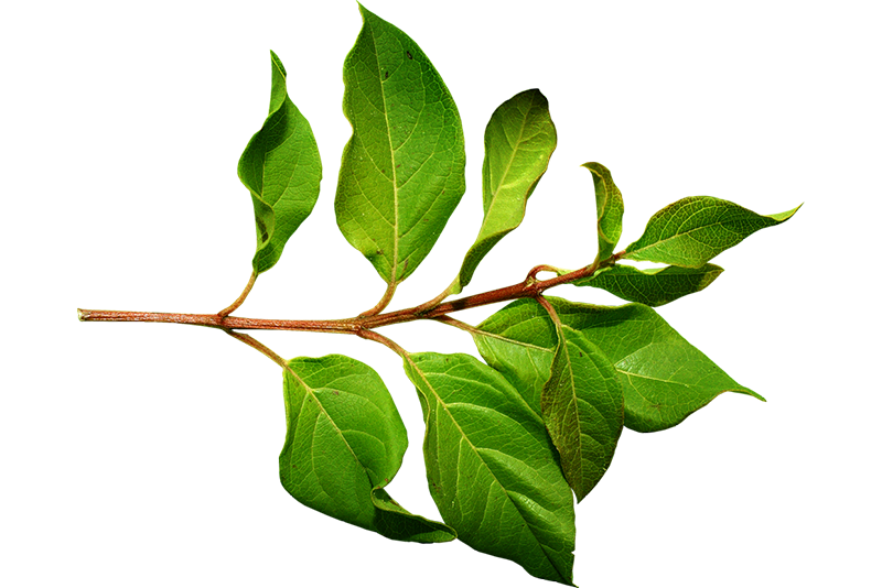 Bay Leaf - Ayurvedic Ingredients Uses & Benefits | Forest Essentials