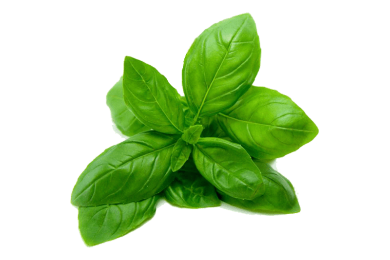 Holy Basil Essential Oil Ayurvedic Ingredients Uses Benefits Forest Essentials Forest Essentials