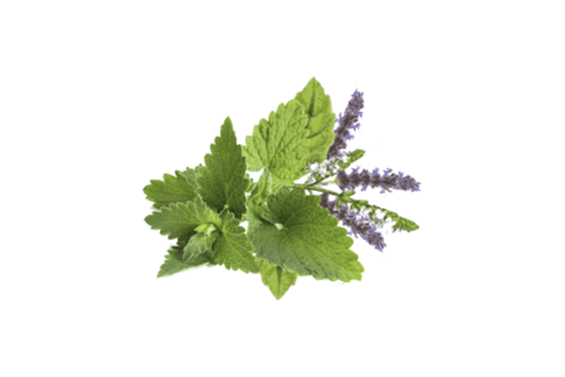 Patchouli Oil Ayurvedic Ingredients Uses & Benefits Forest